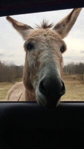 Donkey on the levee greeting touristas on a Delta Bohemian Tour