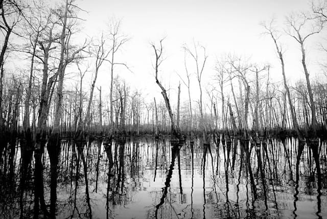 Bare trees reflected in still water
