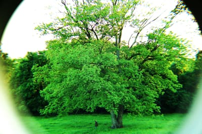 Lush green tree in open field