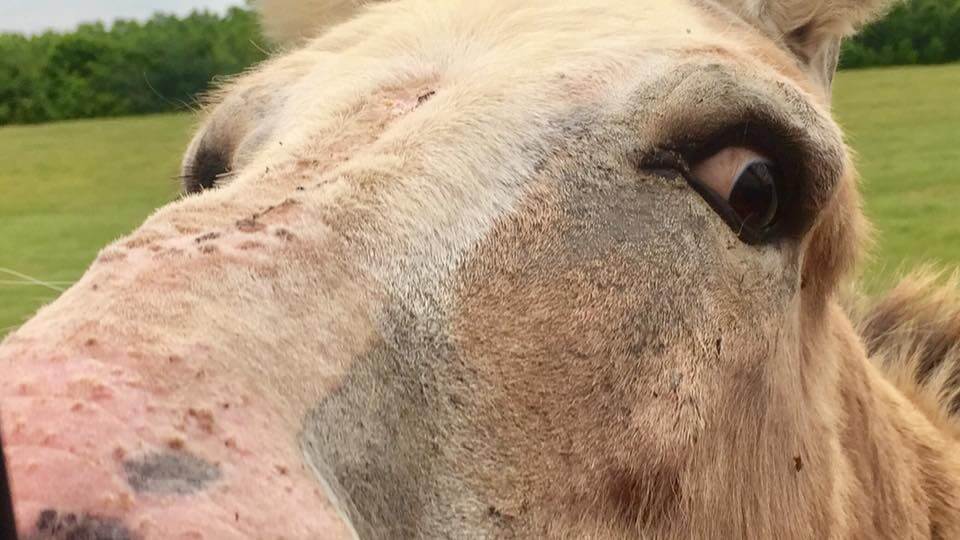 Close-up of a curious donkey's face