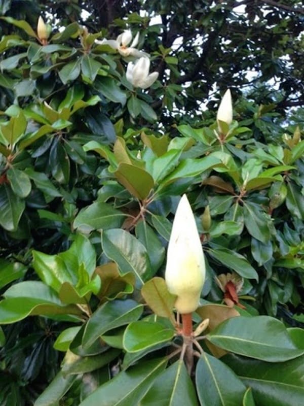 Magnolia Tree at The Delta Bohemian in Clarksdale