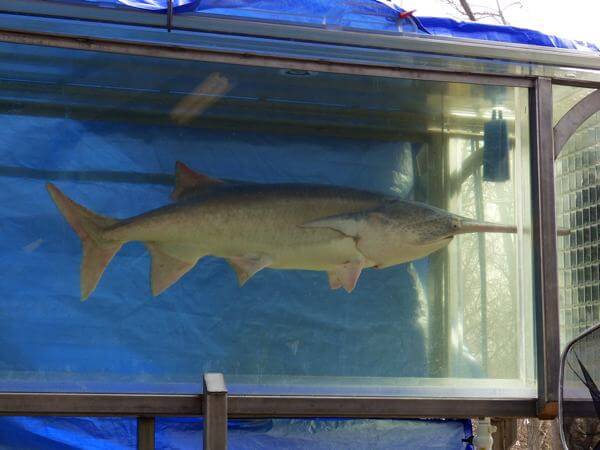 Large spoonbill catfish recently caught in Moon Lake. Feb 2014