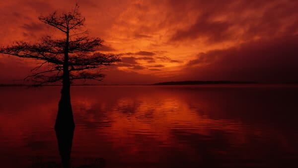 Silhouetted tree against red sunset sky