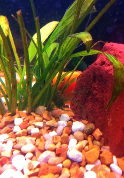 Green aquatic plants and red rock decor
