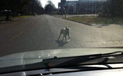 Dog standing on empty road