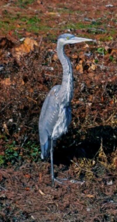 Heron standing on grassy terrain