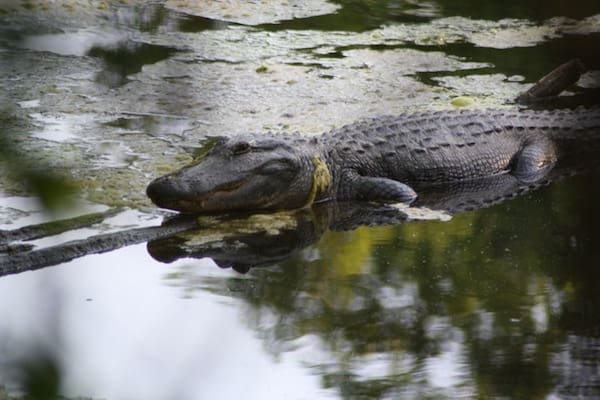 Alligator floating in a pond