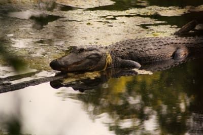 Alligator resting in a swamp