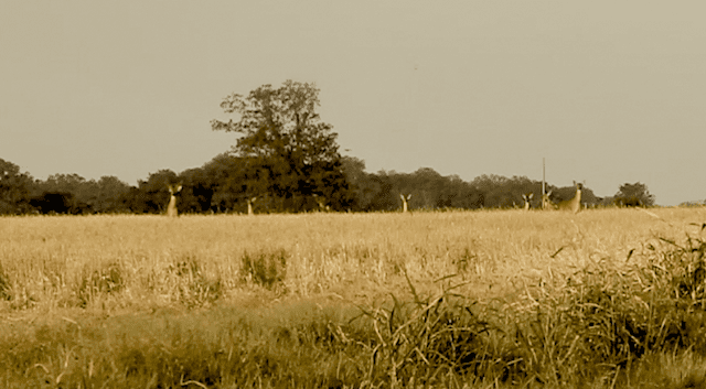 Whitetail Deer watching The Delta Bohemians. Photo by The Delta Bohemian
