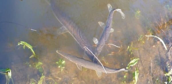 Group of fish near riverbank