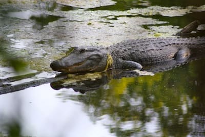 Reptile relaxing in a pond