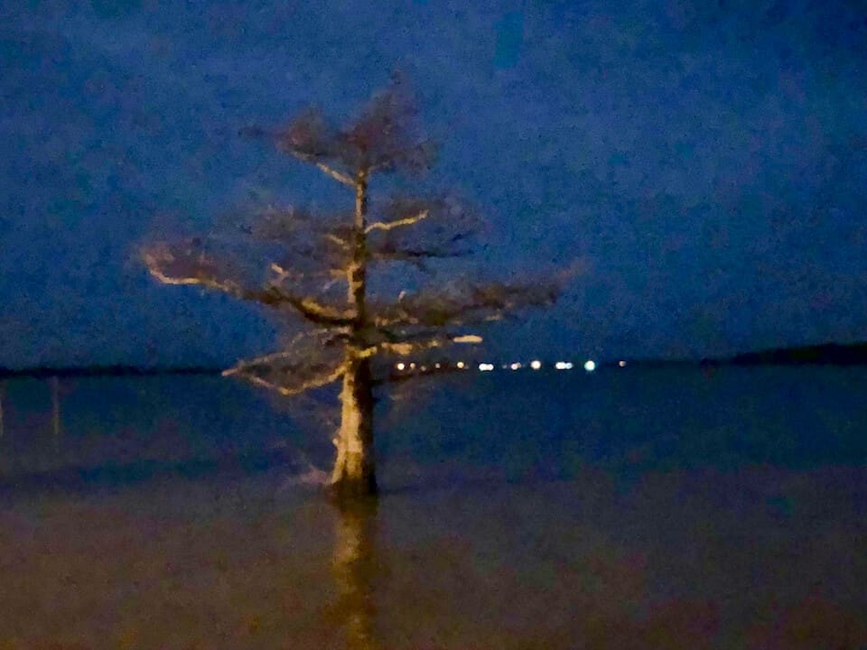 Solitary tree at night by water