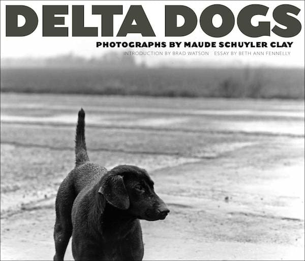 Dog standing on wet ground