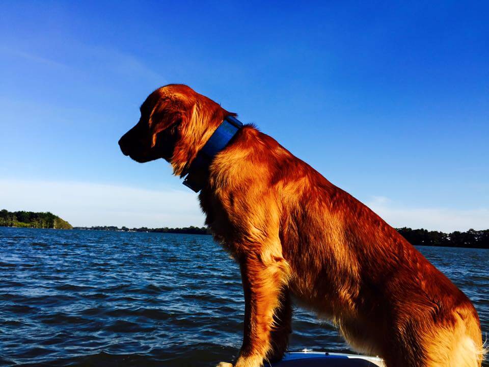 Dog enjoying the lake view