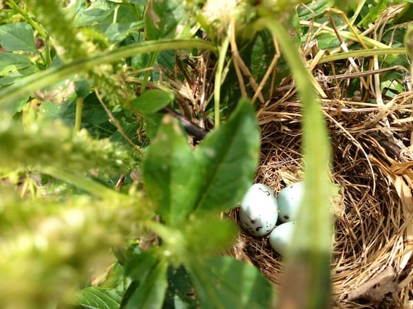 A nest of dove eggs in a soybean field in the Mississippi Delta. © DELTA BOHEMIAN®