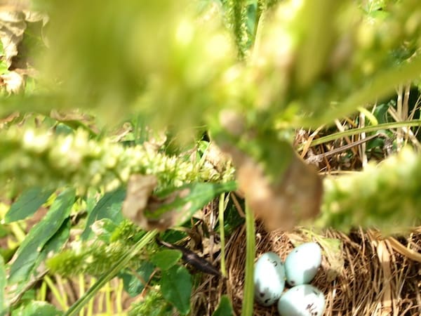 A nest of dove eggs in a soybean field in the Mississippi Delta. © DELTA BOHEMIAN®
