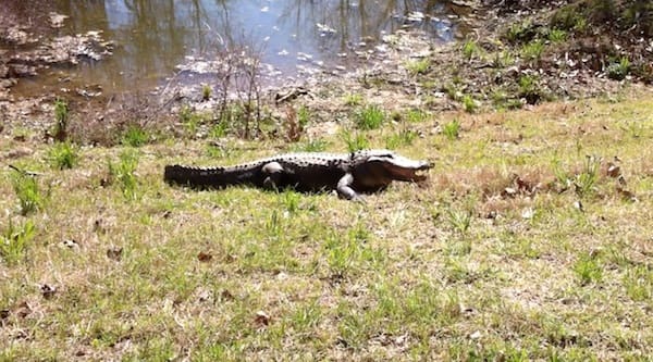 Alligator resting near a pond