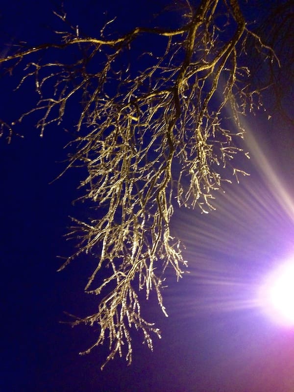 Tree branches with ice at night