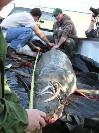 Group measuring a giant fish outdoors