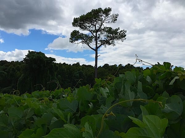 Lone tree against cloudy sky