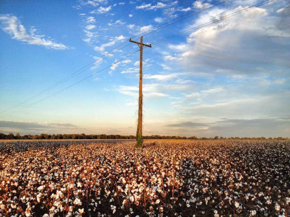 Rural landscape with cotton and pole