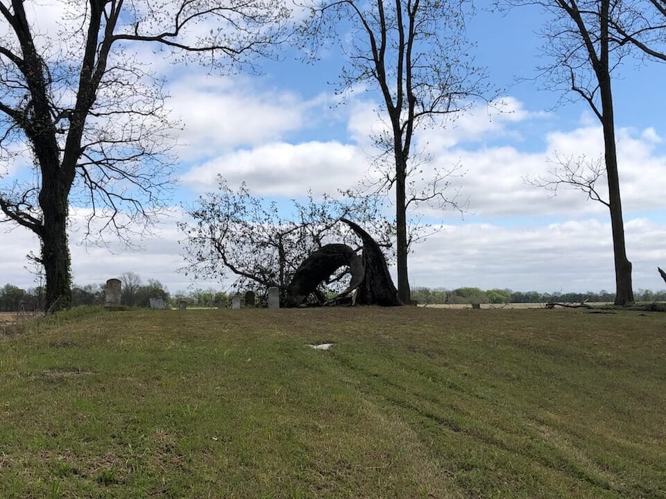Fallen tree on grassy hill