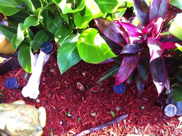 Water on a caladium. Photo by DELTA BOHEMIAN