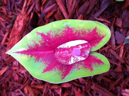 Green leaf with red veins and water droplet