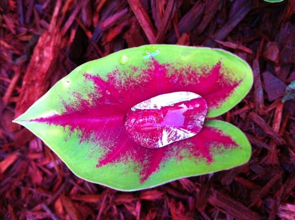 Water on a caladium. Photo by DELTA BOHEMIABN