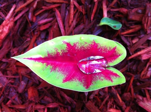 Water on a caladium. Photo by DELTA BOHEMIAN