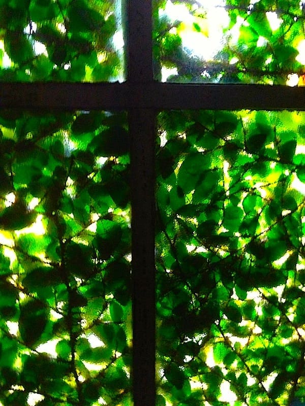 Sunlight filtering through leafy window