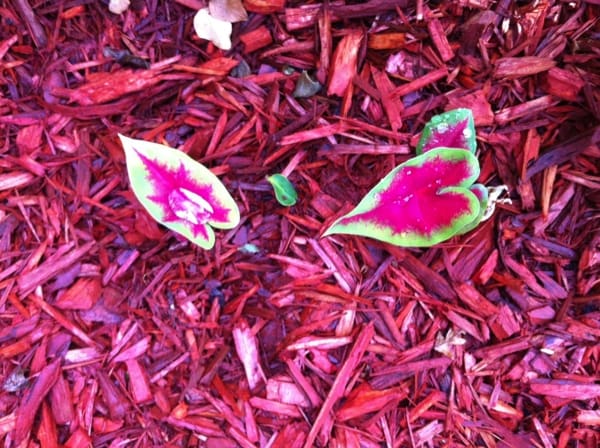 Water on a caladium. Photo by DELTA BOHEMIAN