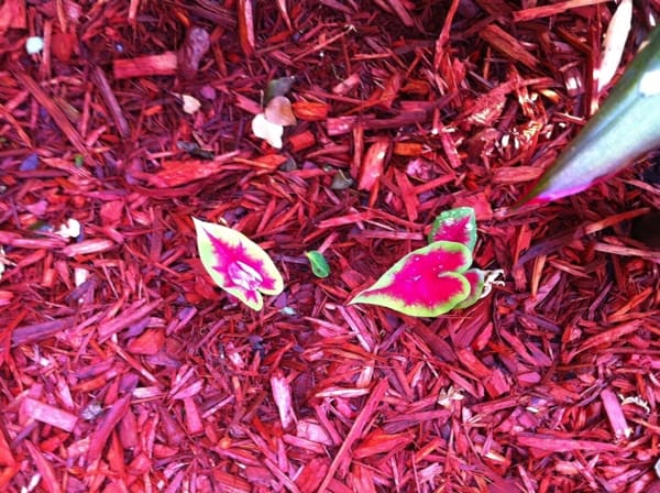 Water on a caladium. Photo by DELTA BOHEMIAN