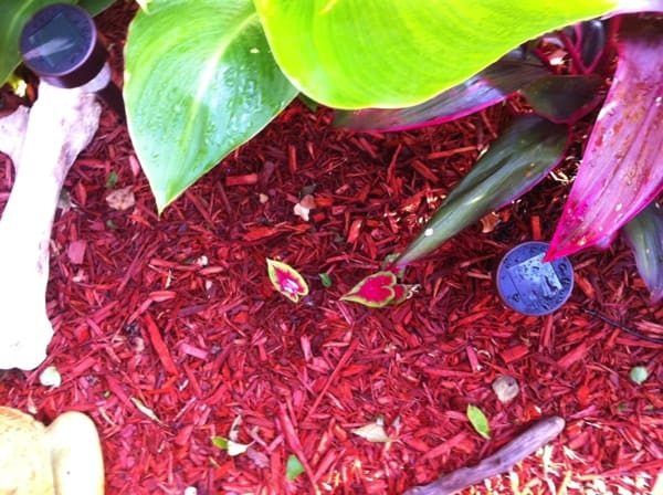 Water on a caladium. Photo by DELTA BOHEMIAN