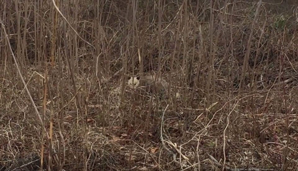 Possum on the Pass