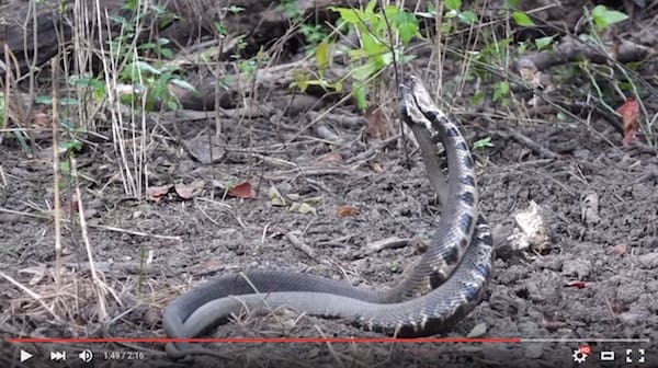 Serpent among dry leaves and branches