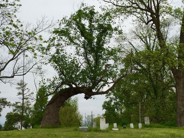 Bent tree in a cemetery