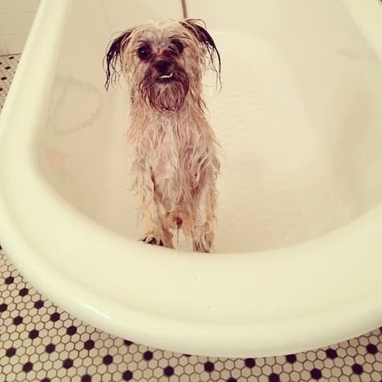 Scruffy dog in white bathtub