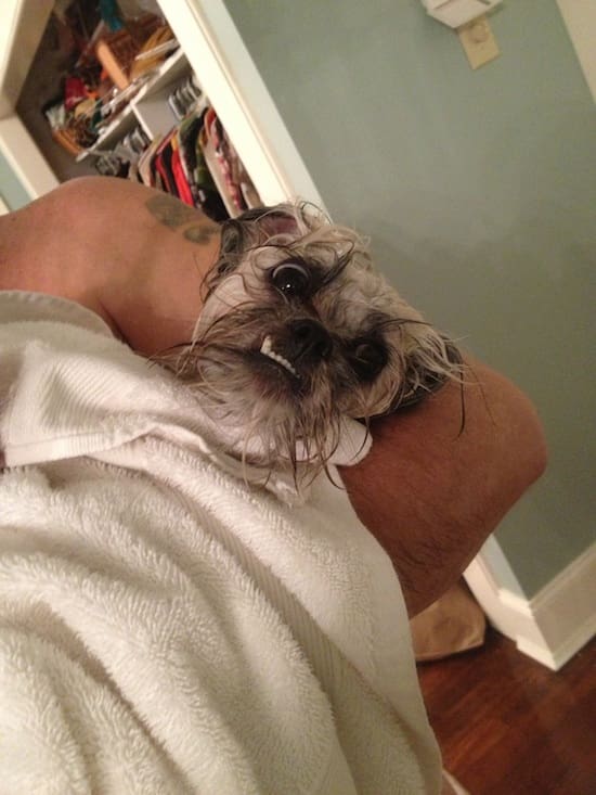 Wet Dog. The Dirty Dandelion. The Dirty D. Dandy