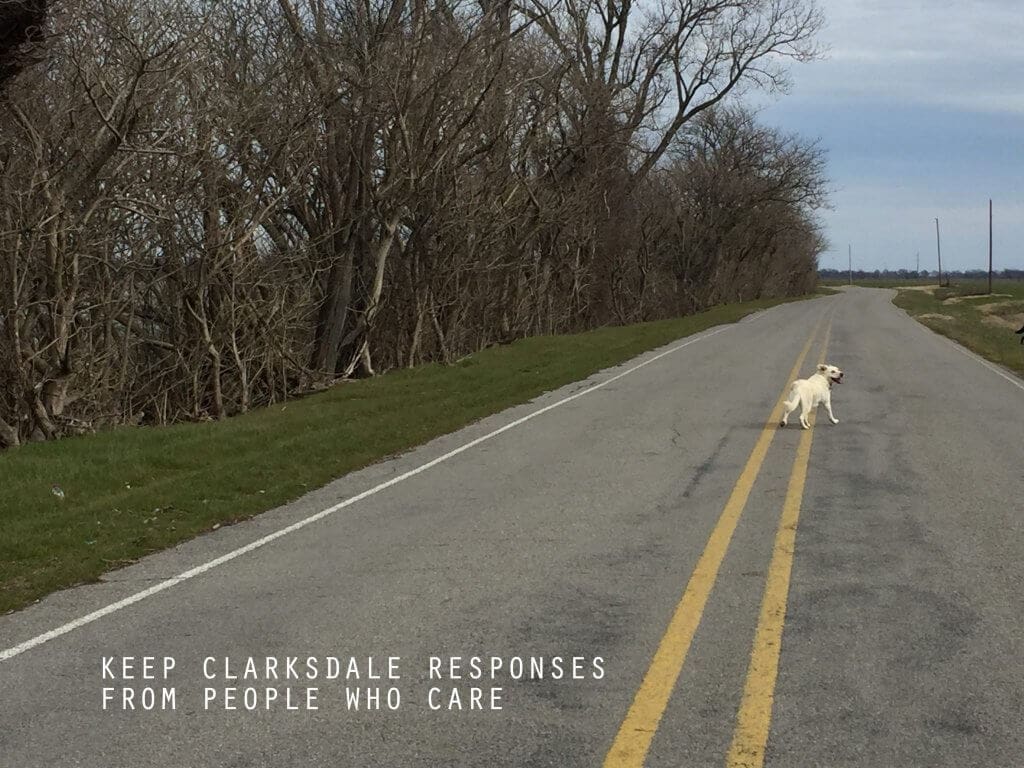 Dog walking on empty rural road with trees
