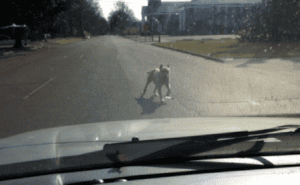 Dog in road seen from car windshield